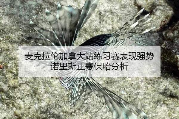 麦克拉伦加拿大站练习赛表现强势 诺里斯正赛保胎分析